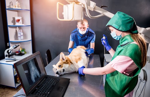 Veterinarian team examining dog in x-ray room